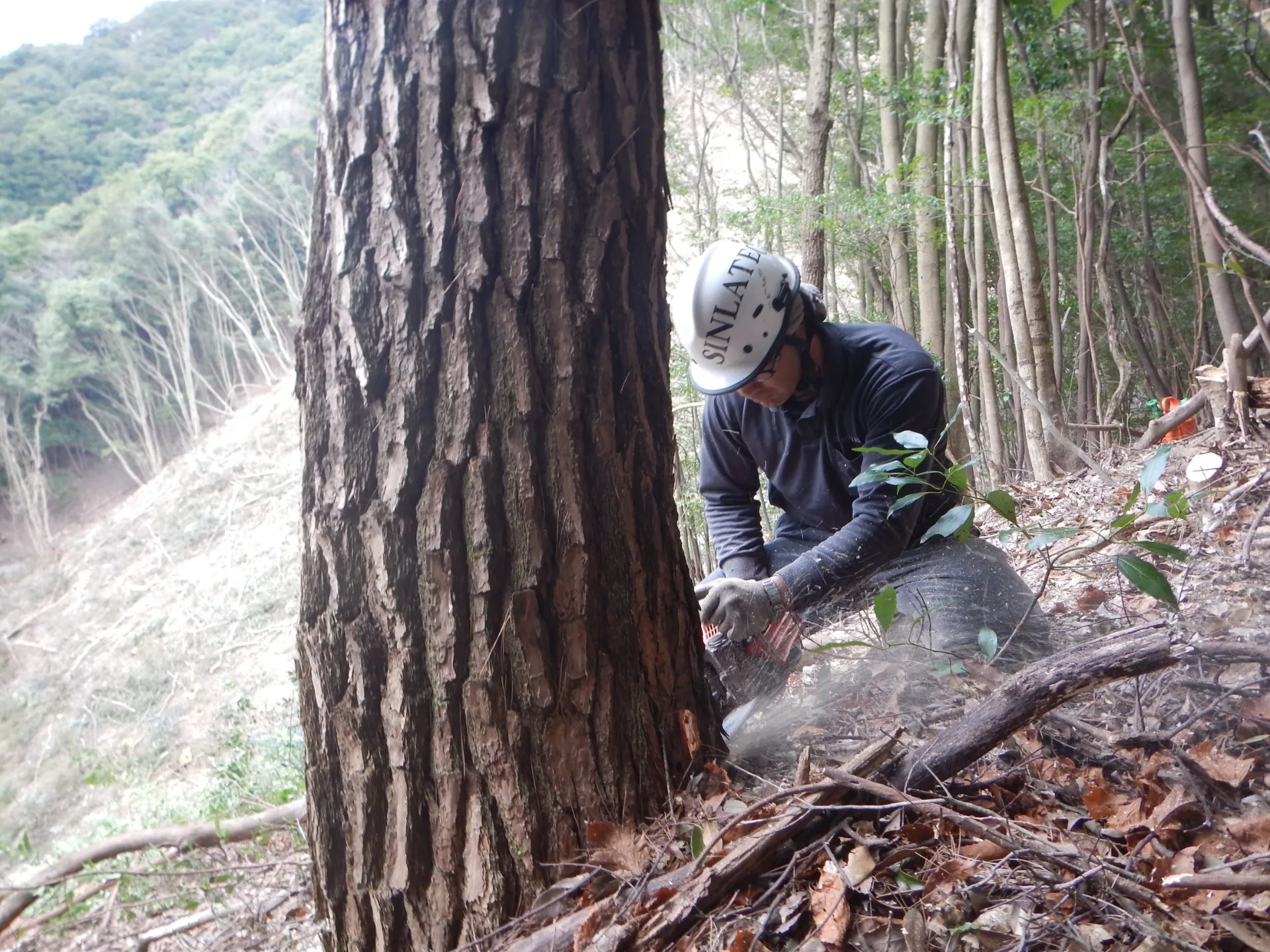 山林作業